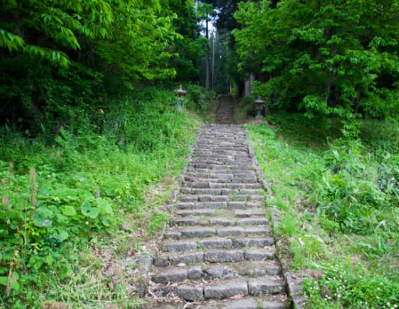  Hutan dengan jalan Berbatu