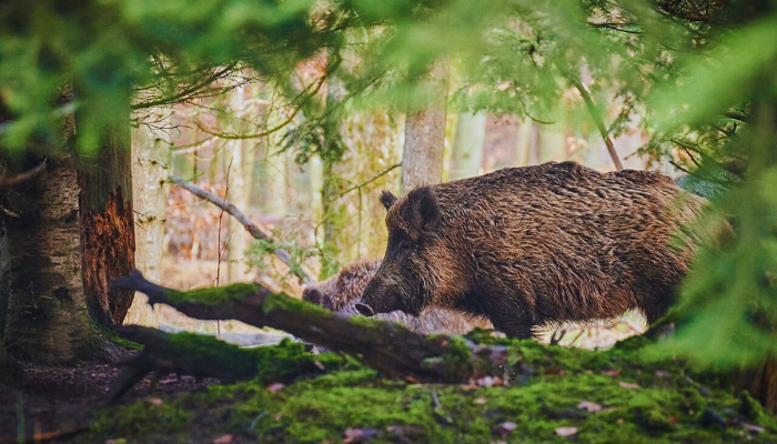 Berburu Babi Hutan, Tradisi Yang Mengajarkan Harmoni dengan Alam. (Foto : Pixabay)