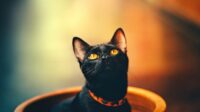 Kucing Hitam, Misteri, Fakta, Mitos, dan Keberuntungan Sejati. (Foto : Pixabay)