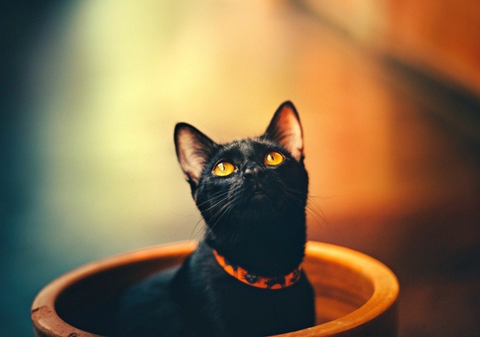 Kucing Hitam, Misteri, Fakta, Mitos, dan Keberuntungan Sejati. (Foto : Pixabay)