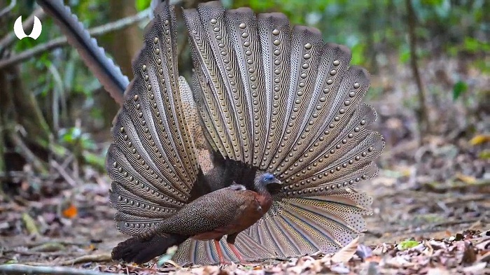 Sang Raja dengan Seratus Mata, Keunikan Kuau Raja, Fauna Identitas Provinsi Sumatera Barat yang Terancam Punah. (Foto : Dok. Istimewa)