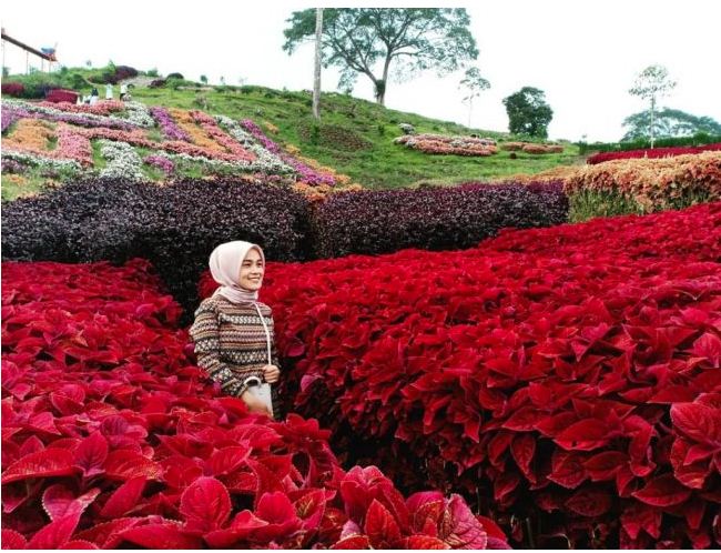 10 Keajaiban Tersembunyi Pasaman Timur yang Menggoda untuk Dijelajahi! (Foto : Dok. Istimewa)