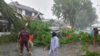 Hujan Deras Disertai Angin Kencang Sebabkan Pohon Tumbang di Ulak Karang Padang