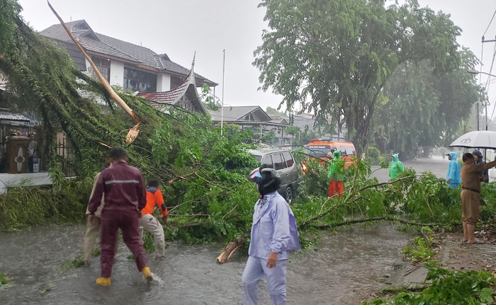 Hujan Deras Disertai Angin Kencang Sebabkan Pohon Tumbang di Ulak Karang Padang