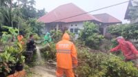 Kota Padang Dilanda Hujan Deras dan Angin Kencang, Sebabkan Pohon Tumbang di Tiga Lokasi