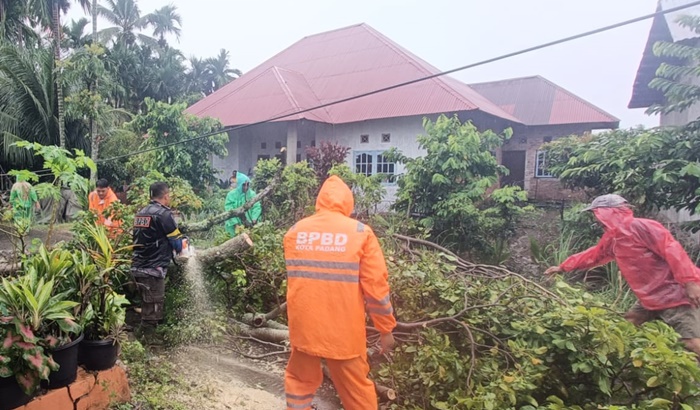 Kota Padang Dilanda Hujan Deras dan Angin Kencang, Sebabkan Pohon Tumbang di Tiga Lokasi