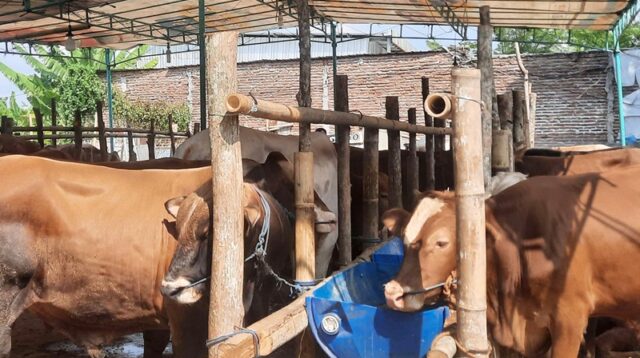 107 Sapi Terindikasi PMK, Dinas Peternakan dan Kesehatan Hewan Sumbar Distribusikan Ribuan Dosis Vaksin untuk Daerah Prioritas