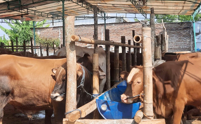 107 Sapi Terindikasi PMK, Dinas Peternakan dan Kesehatan Hewan Sumbar Distribusikan Ribuan Dosis Vaksin untuk Daerah Prioritas