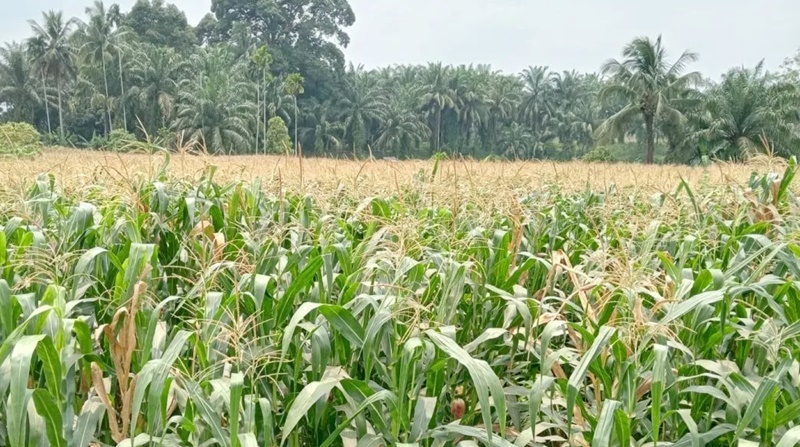 Tembus 1.021,8 Ton, Produksi Jagung di Kota Pariaman Melonjak pada Tahun 2024