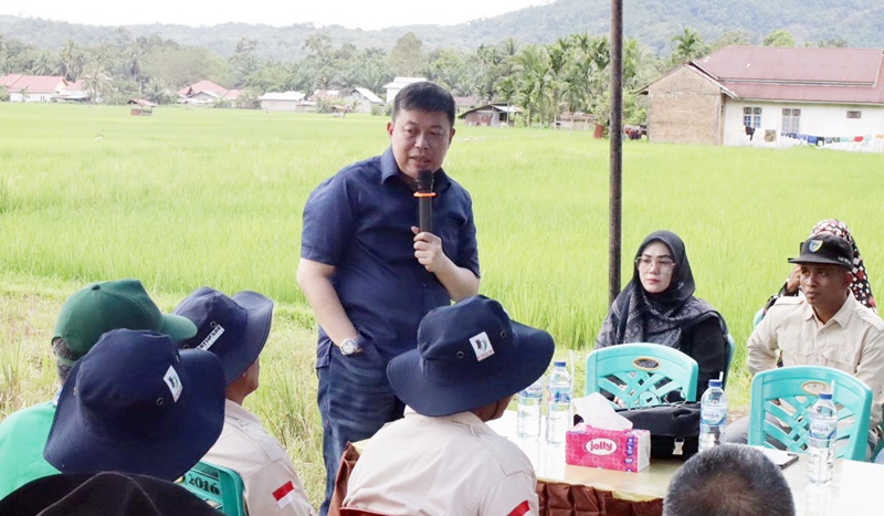 Wakil Ketua Komisi IV DPR RI Alex Indra Lukman Tinjau Metode Sawah Bapokok Murah di Pesisir Selatan