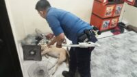 Anjing Liar Masuk Rumah Warga di Kuranji Padang, Bocah 11 Tahun Jadi Korban Gigitan