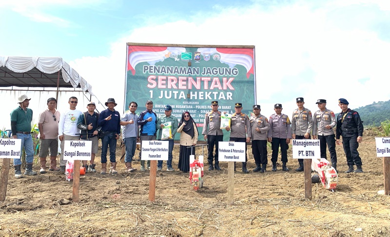 Dukung Ketahanan Pangan, PT BTN Tanam Jagung di Lahan Aktif Kebun Sawit Sungai Beremas Pasbar