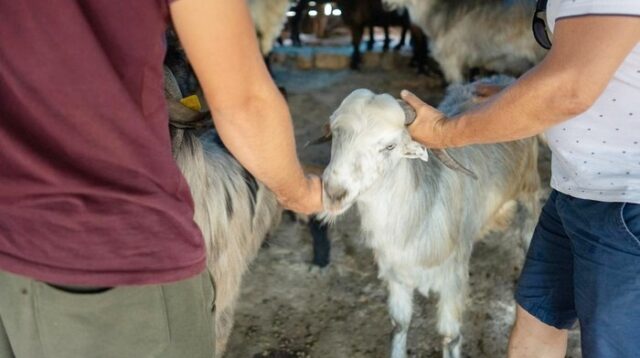 Peternak di Sanga Desa Resah, Pencurian Kambing Kembali Terjadi