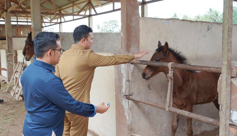 Wakil Bupati Padang Pariaman Tinjau Persiapan Iven Pacu Kuda di Balah Aie