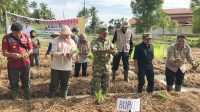 Bupati dan Wakil Bupati Solok Tanam Perdana Program Sawah Pokok Murah untuk Ketahanan Pangan