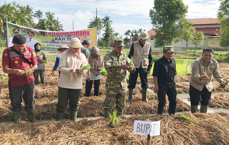 Bupati dan Wakil Bupati Solok Tanam Perdana Program Sawah Pokok Murah untuk Ketahanan Pangan